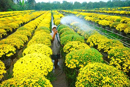 Sử dụng vòi hoa sen để tưới nước cho cây hoa cúc trồng trong chậu